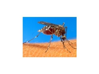 Vedci modifikovali geneticky komáre, aby plodili iba samce