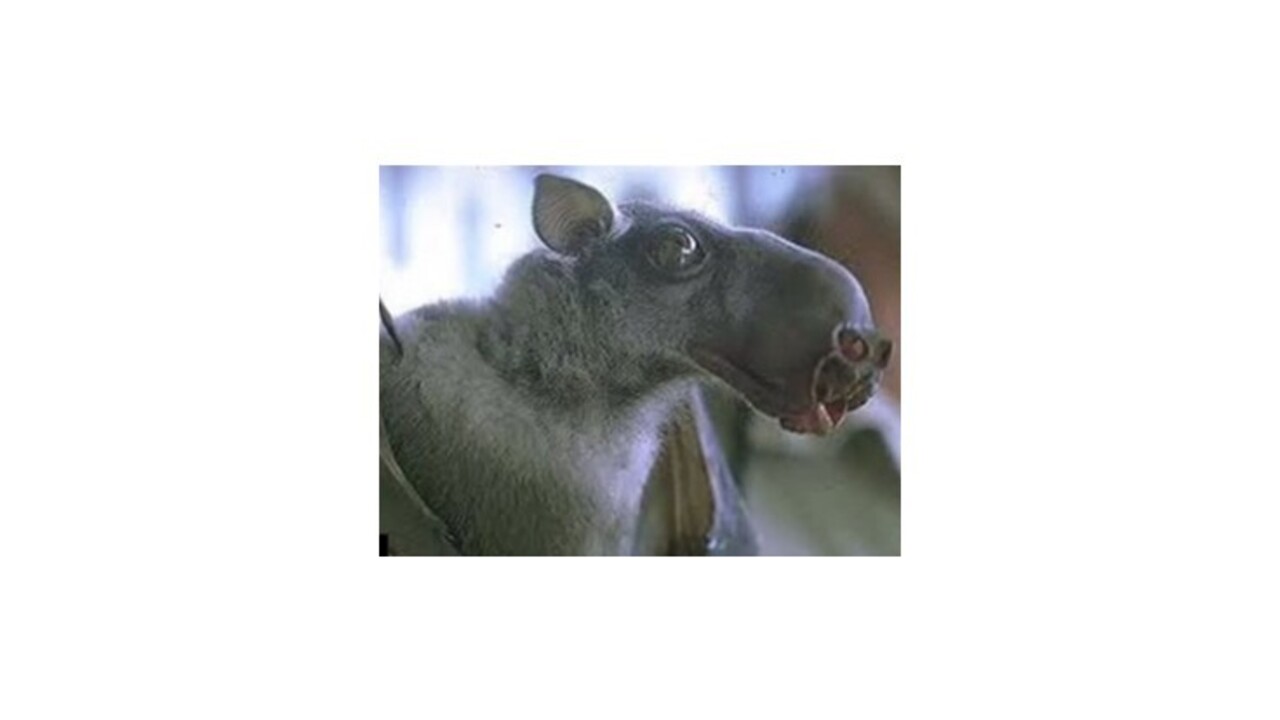 Za vypuknutím súčasnej epidémie eboly môžu byť kalone, tvrdia vedci