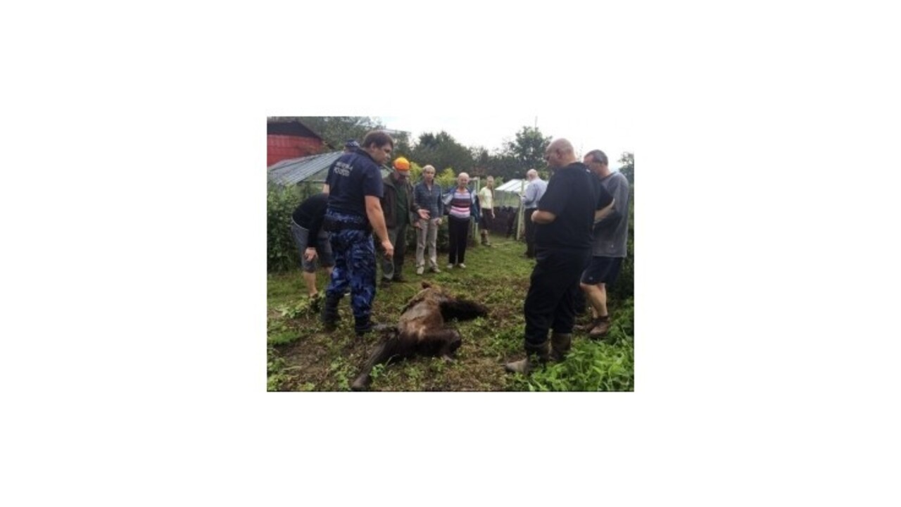 Pri obytnej štvrti v Prešove poľovník zastrelil zatúlaného medveďa