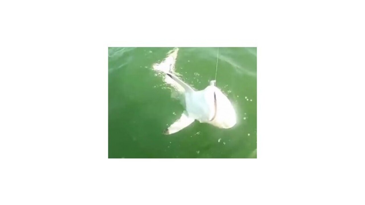 Obrovská ryba zožrala vyše metrového žraloka
