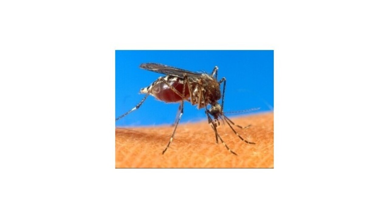 V južnej Číne vypukla epidémia horúčky dengue
