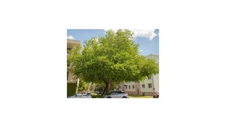 Stromom roka je moruša biela zo Senice