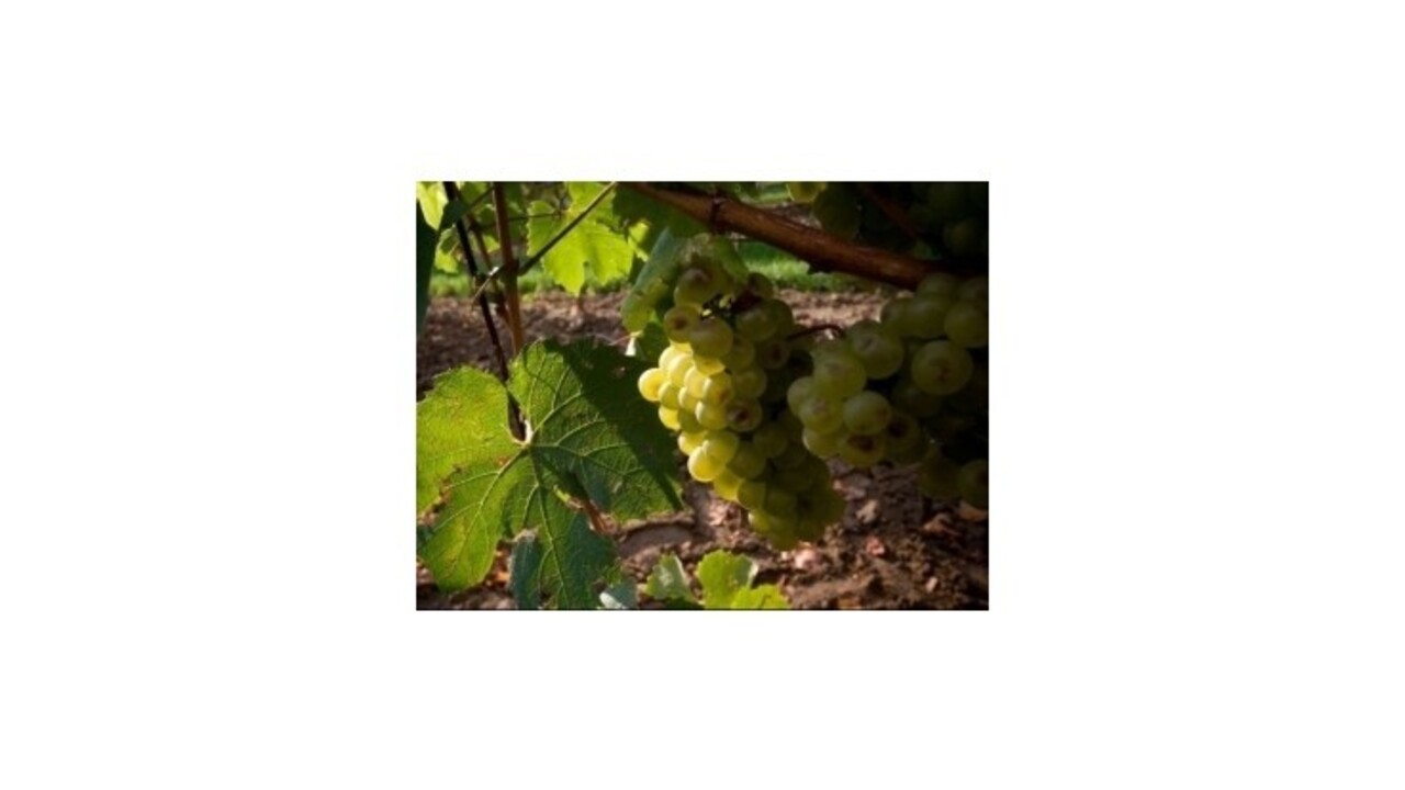 Francúzsko sa stalo najväčším producentom vína na svete