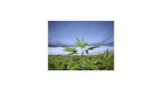 Názor na dekriminalizáciu marihuany nie je jednoznačný