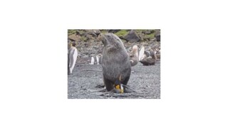 Uškatce na Marionovom ostrove sexuálne zneužívajú tučniaky