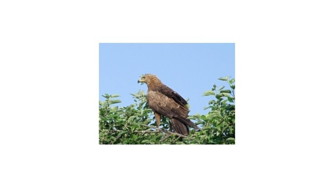 Orlicu Aničku tri týždne väznilo zlé počasie