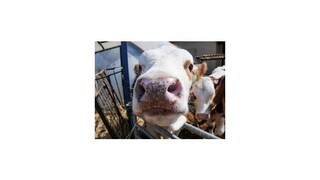 Štátnemu útulku pre hospodárske zvieratá chýbajú peniaze na prevádzku