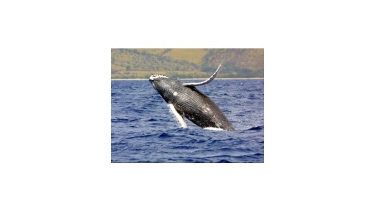 Japonsko zrušilo komerčný lov veľrýb