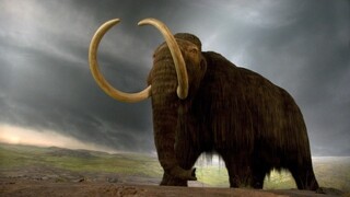 Prastarý mamutí zub pomáha odhaľovať budúcnosť ohrozených druhov