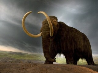 mamut doba ľadová (ČTK/FLPA/Mark Newman)