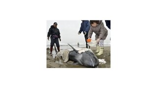 Na japonskej pláži uviazlo asi 150 delfínov