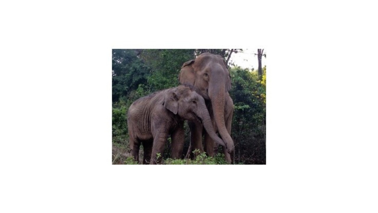 Slonia pamäť nie je fikcia, takto sa vítajú po rokoch odlúčenia