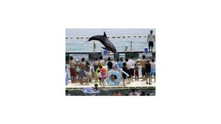 Japonské akváriá už nechcú delfíny z krvavého lovu