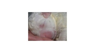 Železničiar našiel pri koľajniciach hlavnej trate igelitku s nevšedným obsahom