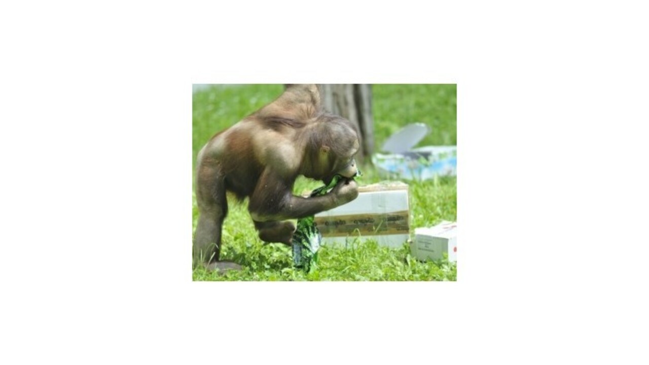 Šimpanzy zrejme rozumejú vareniu, aj keď grilovať nebudú