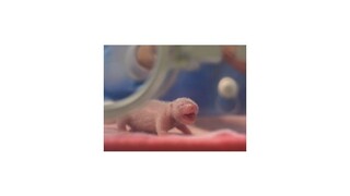 Číňania predstavili pandie dvojičky narodené z umelého oplodnenia