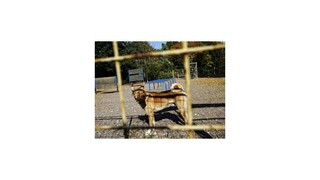 Na severovýchode Slovenska sa objavila besnota, zrejme z Poľska