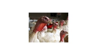 Mäso zo zahraničia je nadopované antibiotikami, ľuďom potom nezaberajú lieky