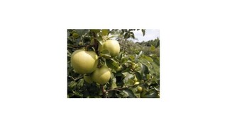 Ovocie a zelenina zrejme zdražejú, horúčavy a sucho poškodili časť plodín