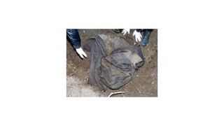 V záhrade našli zakopané telo novorodenca, matka sa priznala