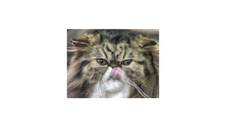 Muž chcel nechať zatknúť mačku, pretože mu zožrala slaninu