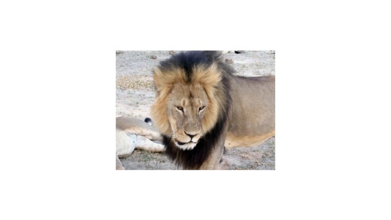 Po Cecilovi podozrieva Zimbabwe ďalšieho Američana z nelegálneho lovu leva