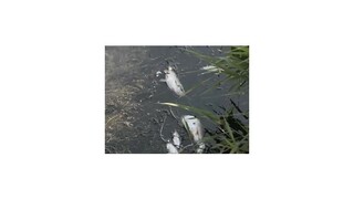 Potok pri Trenčíne vyplavil množstvo uhynutých rýb, zrejme z tepla
