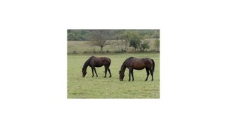 Chovatelia koní sú v strehu, v susedných krajinách sa objavuje zákerná choroba