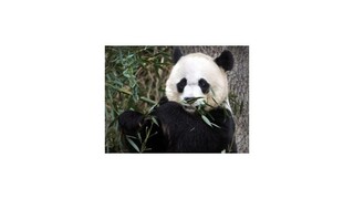 Panda veľká prekvapila, vo washingtonskej zoo priviedla na svet potomkov