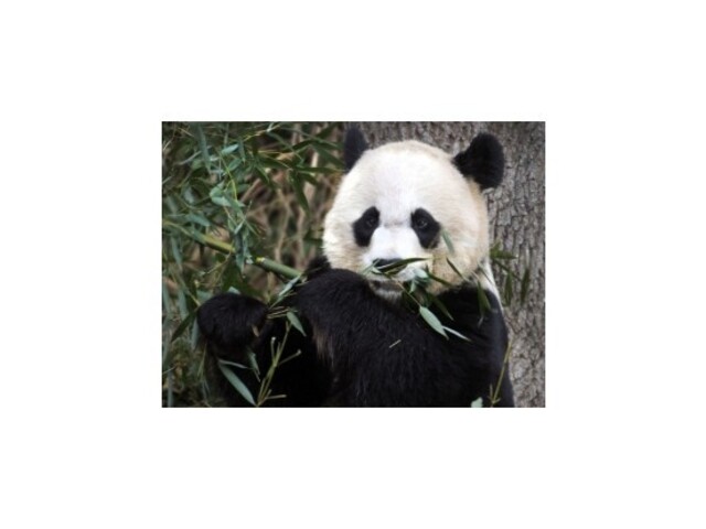 Panda veľká prekvapila, vo washingtonskej zoo priviedla na svet potomkov