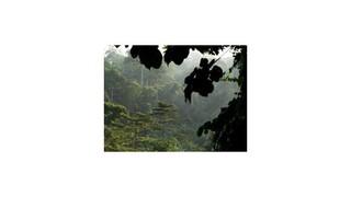 Vedci spočítali, koľko stromov je na Zemi. Výsledok prekvapil