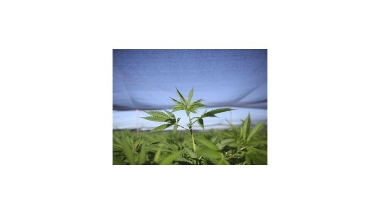 Španielska polícia objavila možno najväčšiu marihuanovú plantáž v Európe