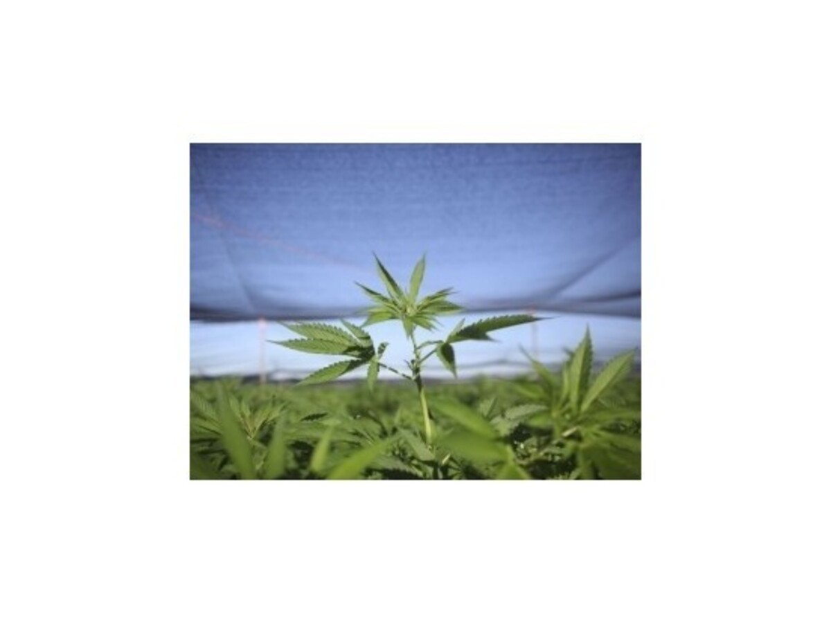 Španielska polícia objavila možno najväčšiu marihuanovú plantáž v Európe