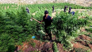 Albánci to s vojnou proti drogám myslia vážne, zlikvidovali konope za 7 miliárd