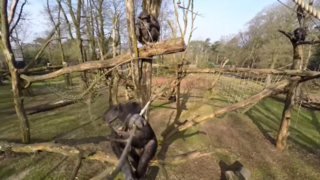 Šimpanzy sa vysporiadali s lietajúcim dronom unikátnym spôsobom