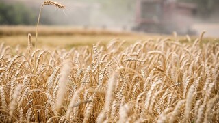 Prezident Zelenskyj: Ruská brzda bráni vývozu obilia, zámerom je urobiť z ľudí migrantov