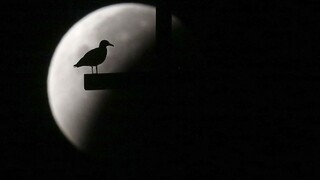 Fotogaléria: V noci bolo úplné zatmenie Mesiaca a superspln, pozrite si ho