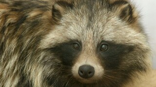 Z Ázie do Tatier. Exotický votrelec robí lesníkom vrásky