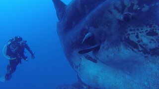 V oceáne pri Azorských ostrovoch nakrútili gigantickú morskú rybu