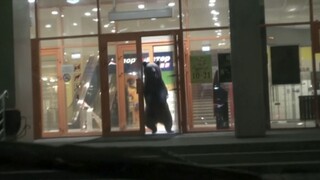 Do ruského nákupného centra zablúdil medveď, zmätený ušiel k ihrisku