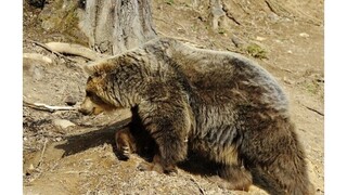 V Tatrách hliadkujú policajti a ochranári, ľudia sa boja medveďov