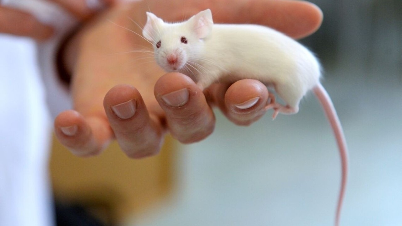 Väzni mali nevšedného dílera, dávky im roznášala vycvičená myš