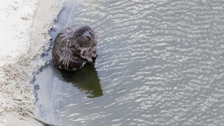 Bobrom pod Tatrami zbúrali hrádzu, tí sa nevzdali a stavajú novú