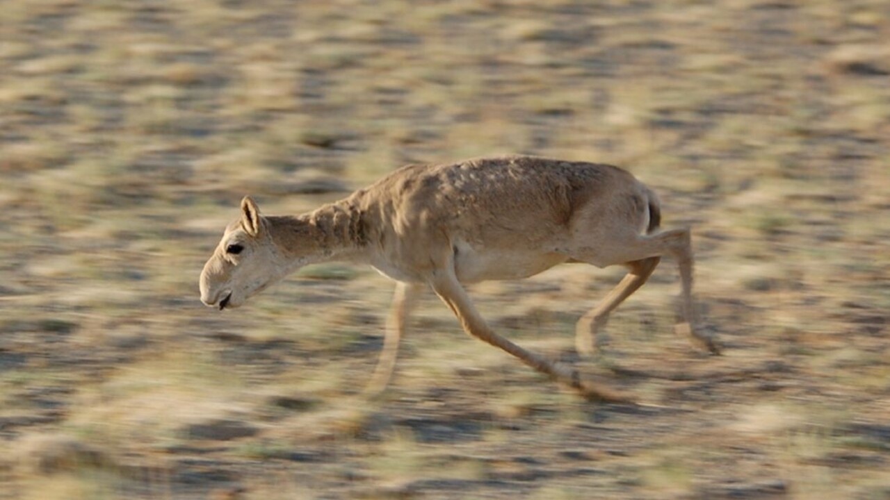 Súdny deň antilop. Vedci už tušia, prečo ich náhle uhynulo 200-tisíc