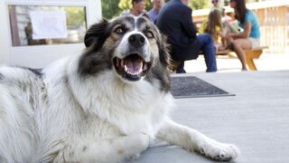 Popradské psy budú mať svoj vlastný pisoár