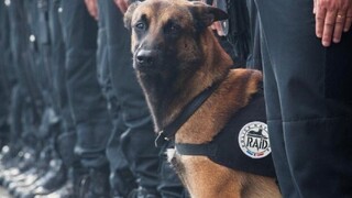 Francúzi majú novú hrdinku, zásah v Saint-Denis bol jej posledný