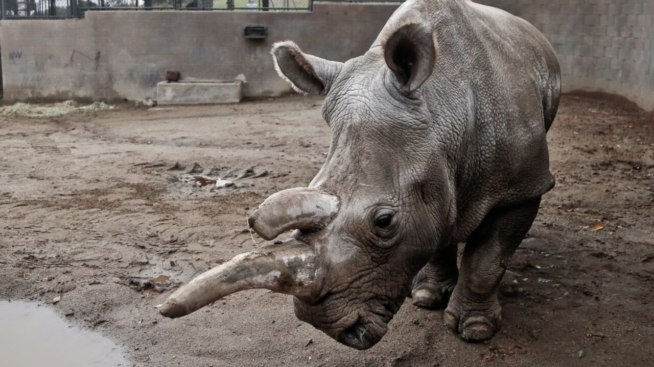 Ohrozeného bieleho nosorožca museli utratiť, na svete sú už len traja