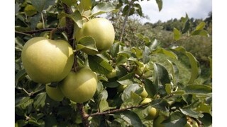 Rusko zverejnilo zoznam embargovaných potravín z Turecka