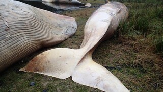 Apokalyptická vízia? More vyplavilo rekordný počet uhynutých veľrýb
