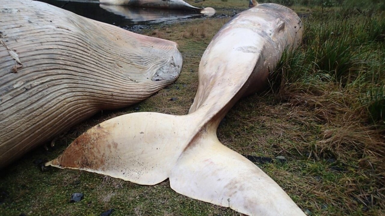  mŕtva veľryba 1140px (SITA/AP)